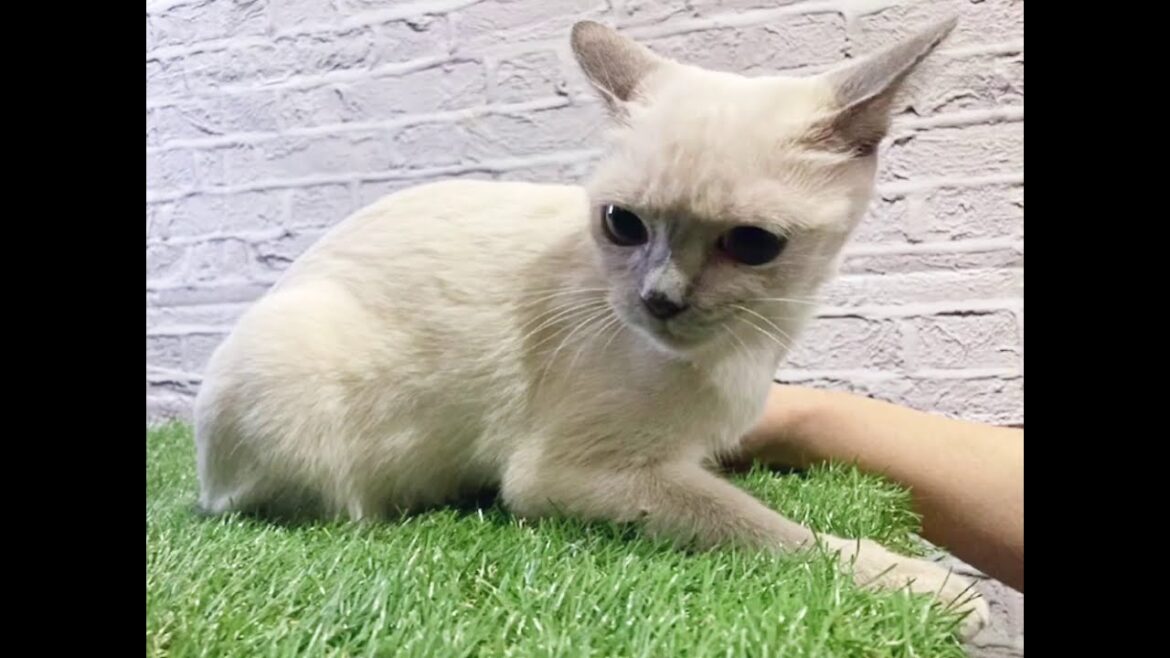 トンキニーズ「タマゴちゃん」【獣医師賛同型】里親募集サイトanifare(アニフェア)2021年01月12日 トンキニーズ「タマゴちゃん」【獣医師賛同型】里親募集サイトanifare(アニフェア)2021年01月12日