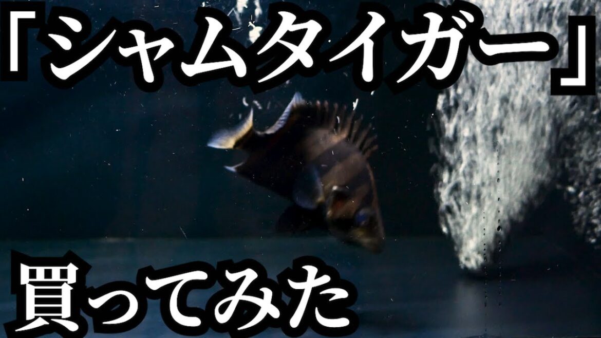 【新魚導入】シャムタイガー買ってみた。
