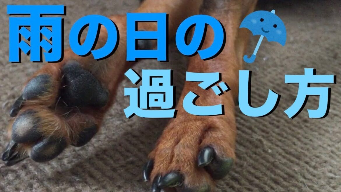 ミニチュアピンシャー力男流 雨の日の過ごし方【ミニピン】【ゆったり】