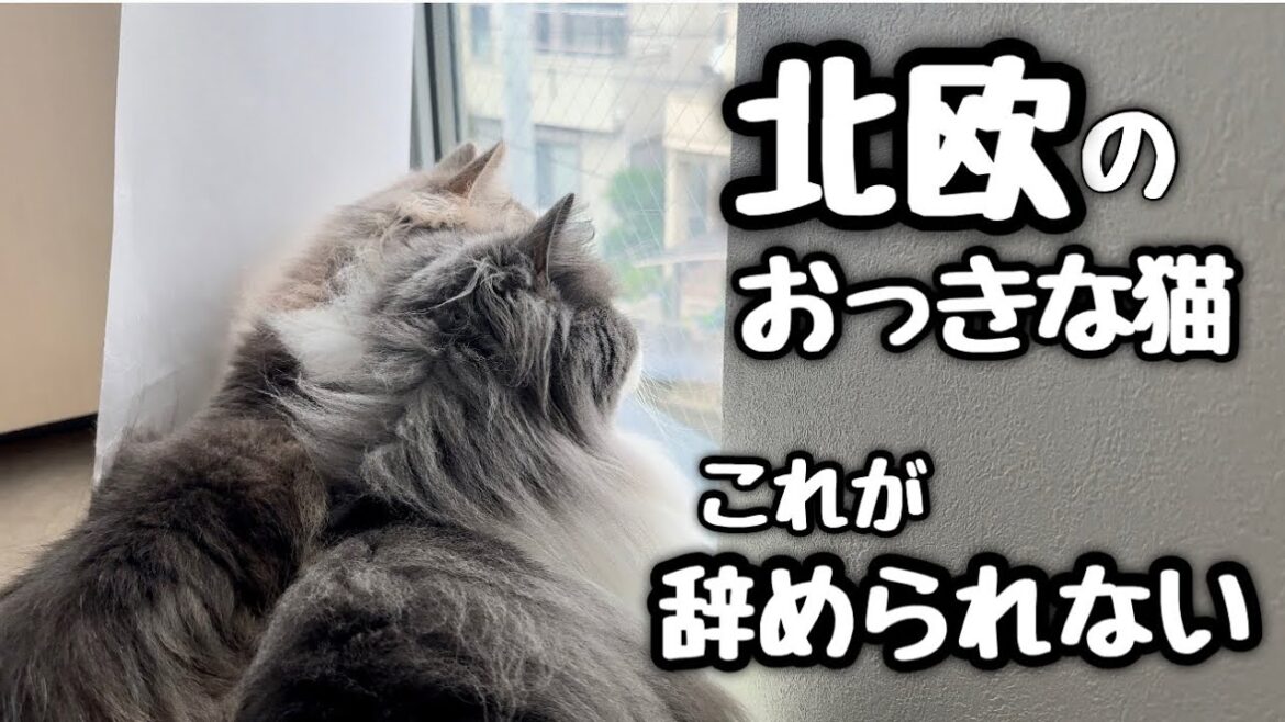 北欧のでっかい猫はこんな特徴があります‼️ノルウェージャンフォレストキャット