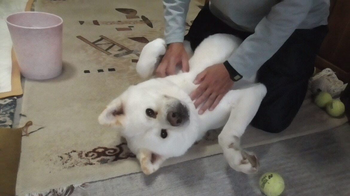 【秋田犬ゆうき】お互いに面倒な冬毛の処理は一回の量より回数勝負で地道に続けます【akita dog】