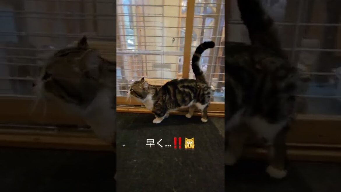 キンタロー⁉️😹キンカロー⁉️🐱いつき君です😻 キンタロー⁉️😹キンカロー⁉️🐱いつき君です😻