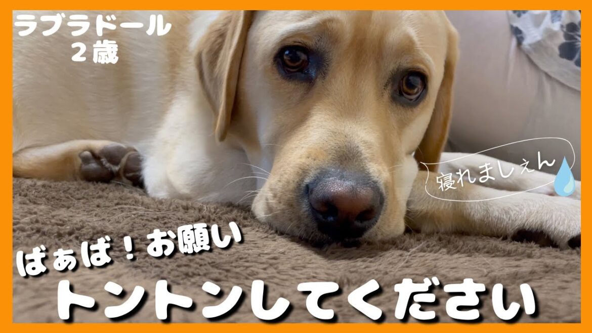 【ラブラドールレトリーバー】ばぁばお願いしますっ！トントンしてください　寝ぐずりする大型犬２歳