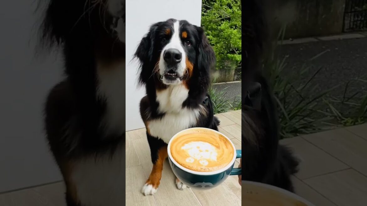 カフェでラテアートを作ってもらったバーニーズマウンテンドッグ