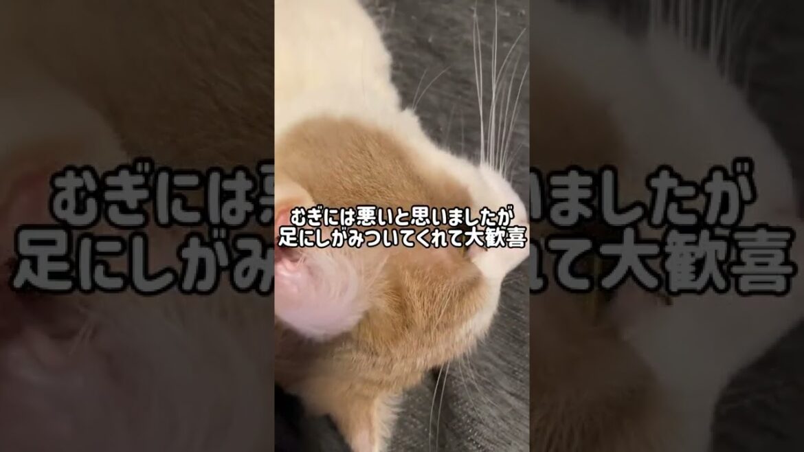 近況報告！【猫と家族の日常】＃Shorts