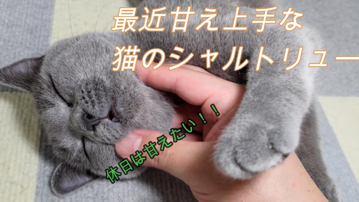 最近甘え上手な猫のシャルトリュー