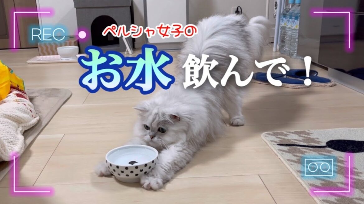 ペルシャ女子の『お水飲んで！』