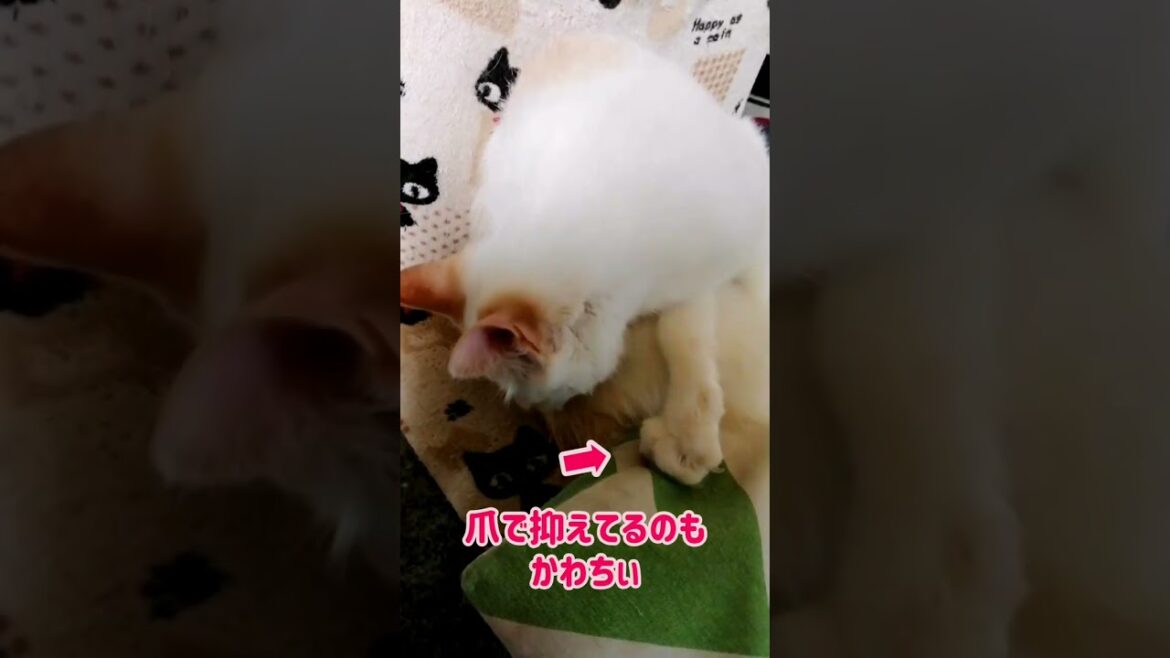 【ねこ動画】餅のようにのびーる毛づくろい #shorts #猫 #ボブテイル