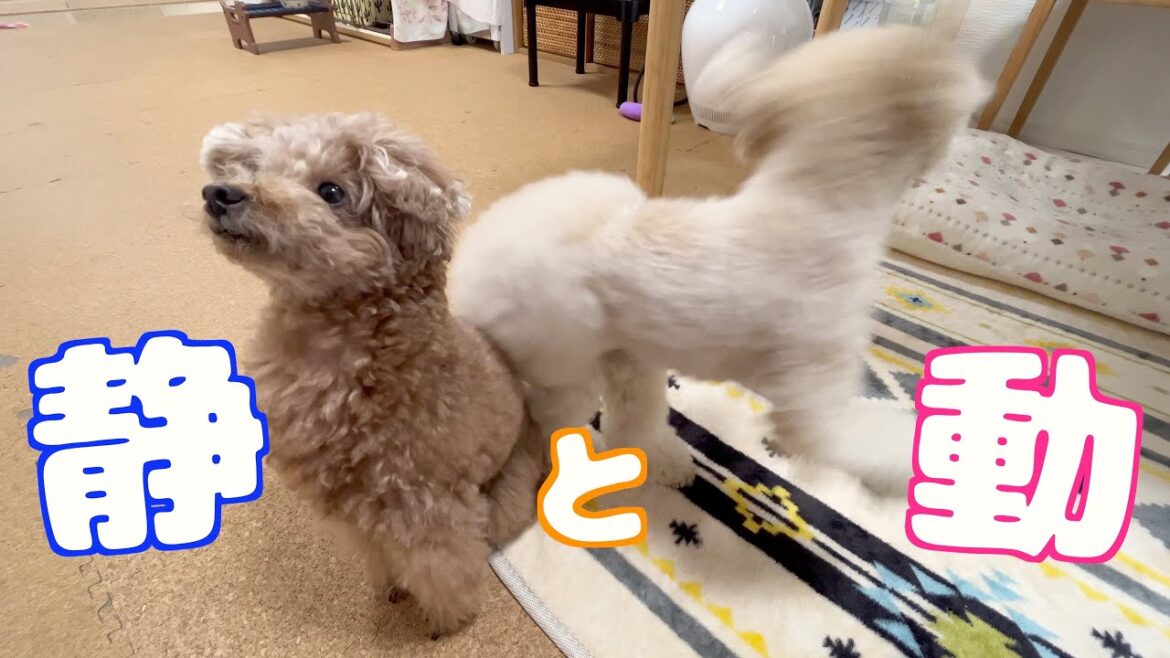 朝から真逆のテンションでお手入れされる兄妹犬がこちら