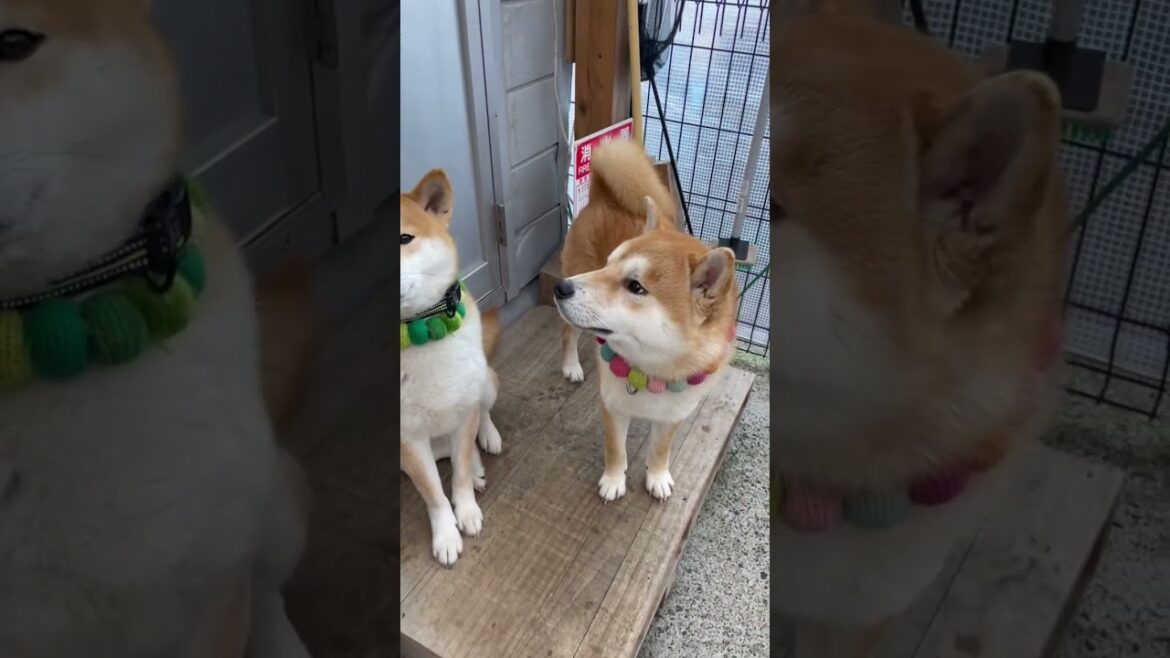 ハウスに入り待ちする柴犬兄弟 #shorts #柴犬 ハウスに入り待ちする柴犬兄弟 #shorts #柴犬