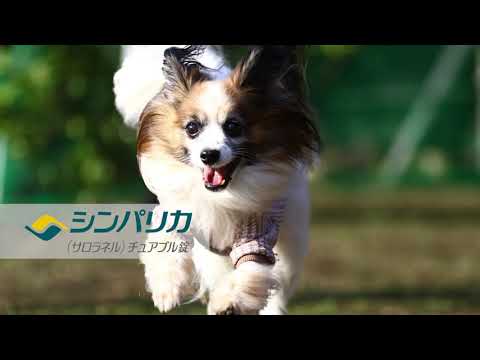 シンパリカ “きみの時計” 6秒動画 パピヨン2 シンパリカ “きみの時計” 6秒動画 パピヨン2