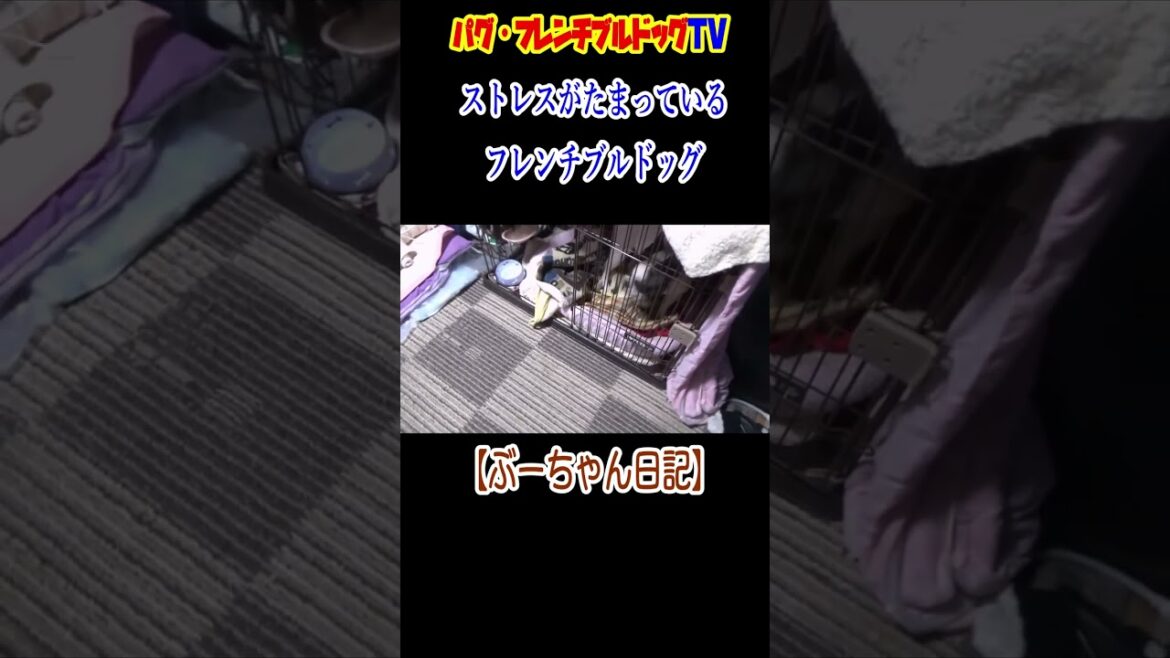 ストレスがたまるとこうなります! フレンチブルドッグ『ぶーちゃん日記』 ストレスがたまるとこうなります! フレンチブルドッグ『ぶーちゃん日記』