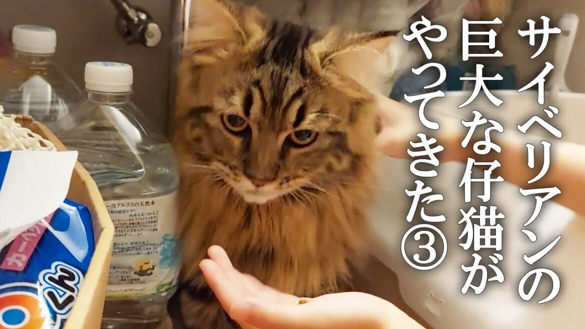 サイベリアンの大きな仔猫がやってきた！③　「洗面所の下のリオン」爆誕