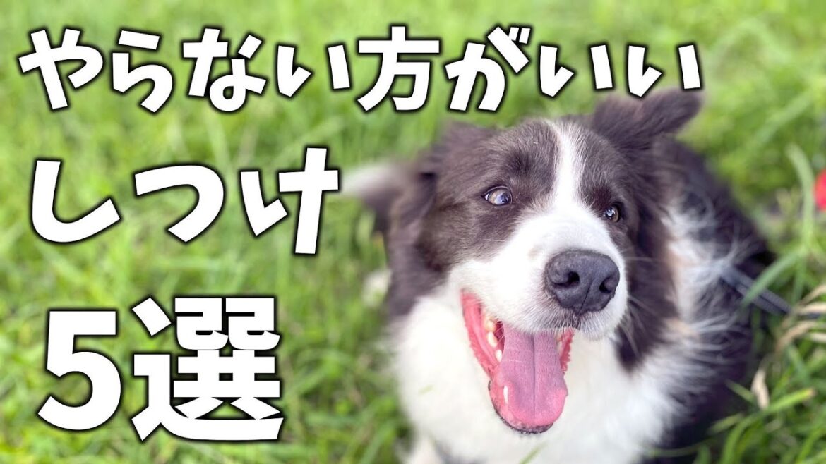 【犬が来て25ヶ月】ボーダーコリーのしつけでやっちゃダメだと思うこと5選！