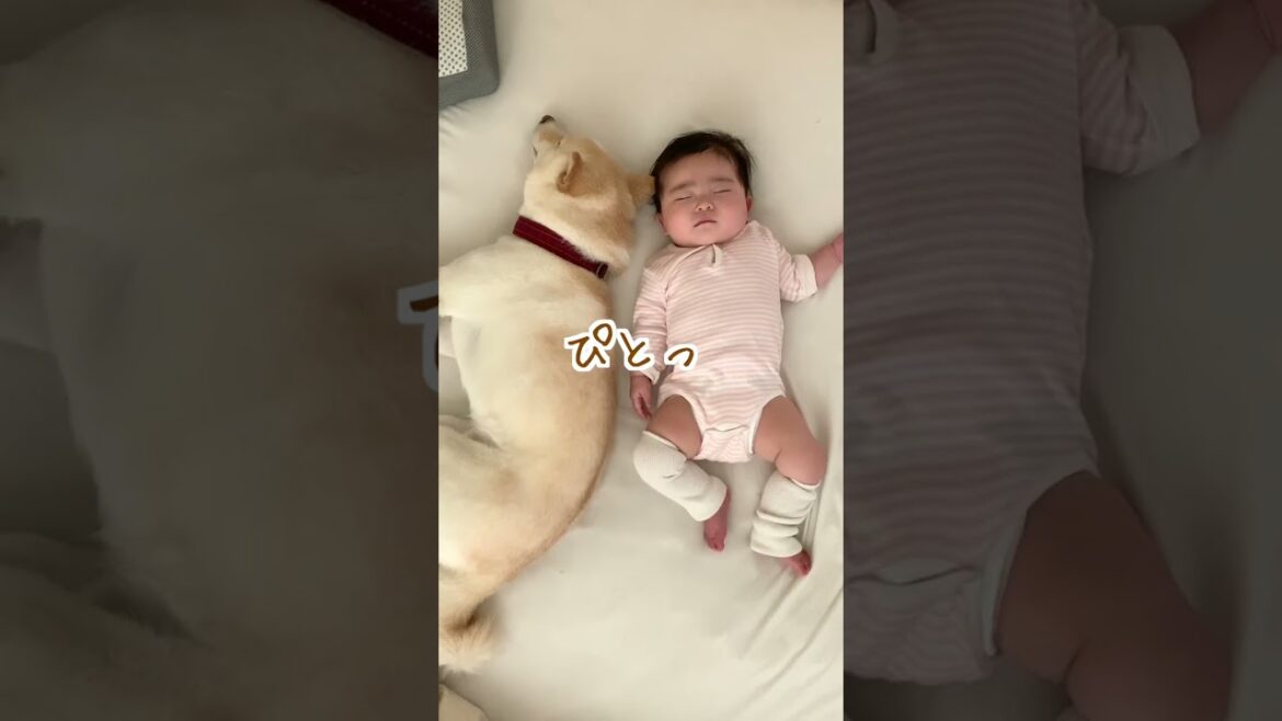 赤ちゃんにイタズラされても一緒に寝る柴犬が尊い　#shorts