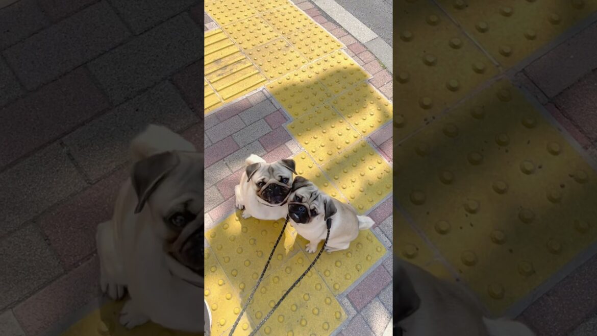 [パグ]ジロジロ見てくる犬🐶✨ (dog's gaze) #shorts