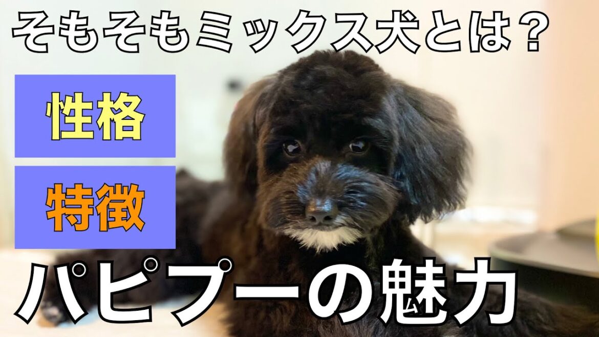 ミックス犬、パピプーってどんな犬？性格や特徴を解説☆（パピヨン×トイプードル）【ぱぴぷー】#57
