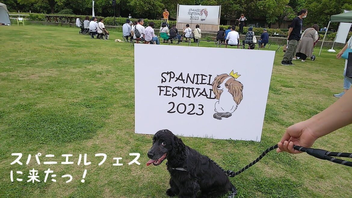 スパニエルフェス2023へ行ってきたチャーリー生後６ヶ月