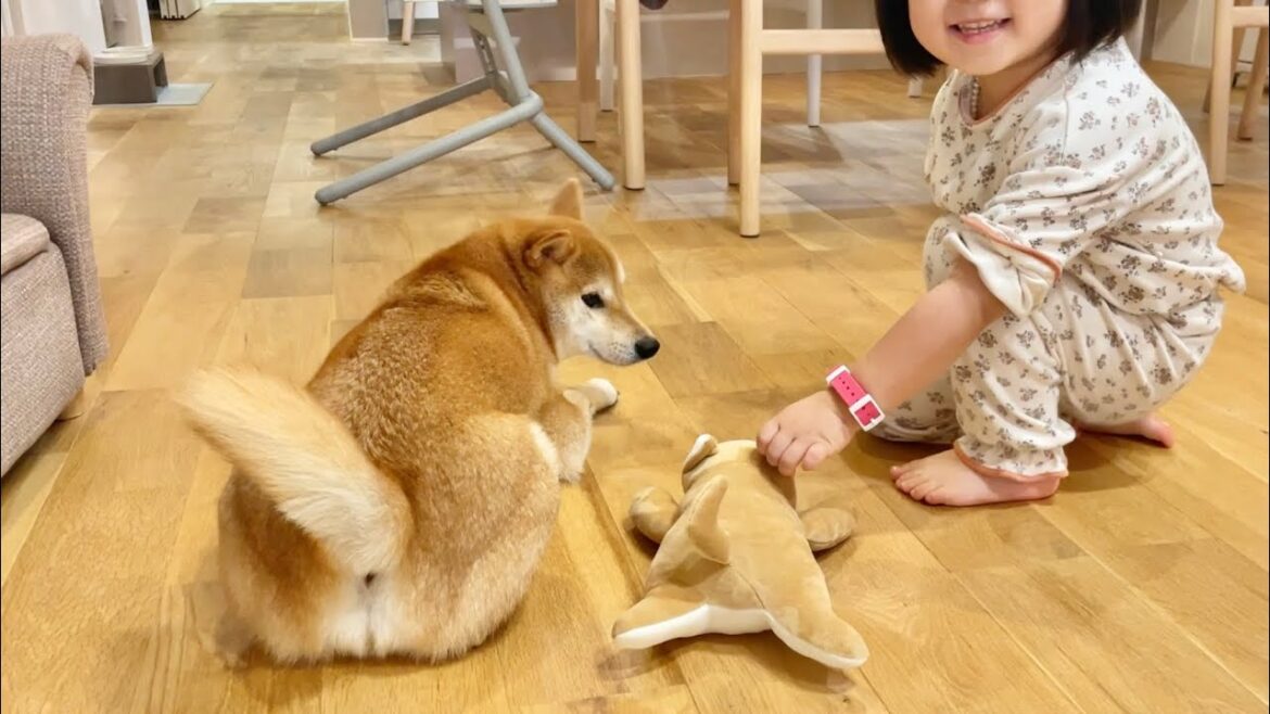 柴犬の尻尾フリフリは全人類を笑顔にできるかもしれない 柴犬の尻尾フリフリは全人類を笑顔にできるかもしれない