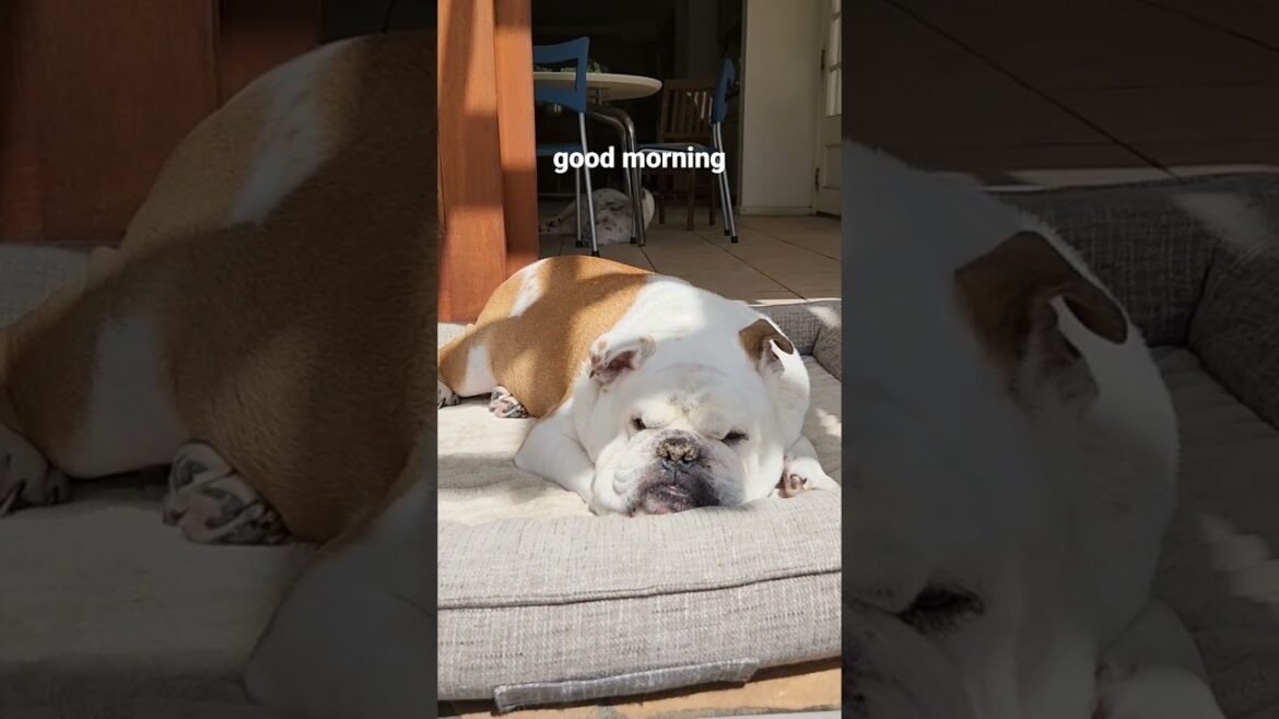 #shorts 老犬ライフ  #ハワイ #ブルドッグ #bulldog #dog