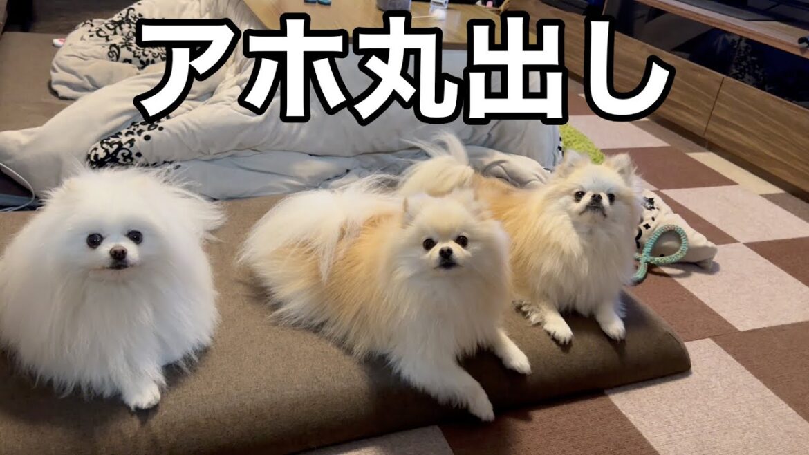 夜中にアホみたいに大はしゃぎする夫婦と３姉妹ポメラニアン