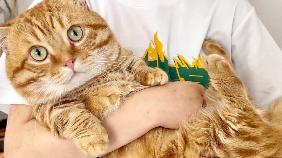 ねこもふファミリー体重NO1決定戦!〜栄冠は誰の手に〜 ねこもふファミリー体重NO1決定戦!〜栄冠は誰の手に〜