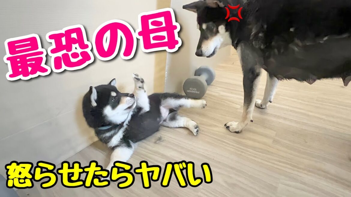 【柴犬 子犬】生後1ヶ月を過ぎた子犬に上下関係を教える母犬が恐すぎた