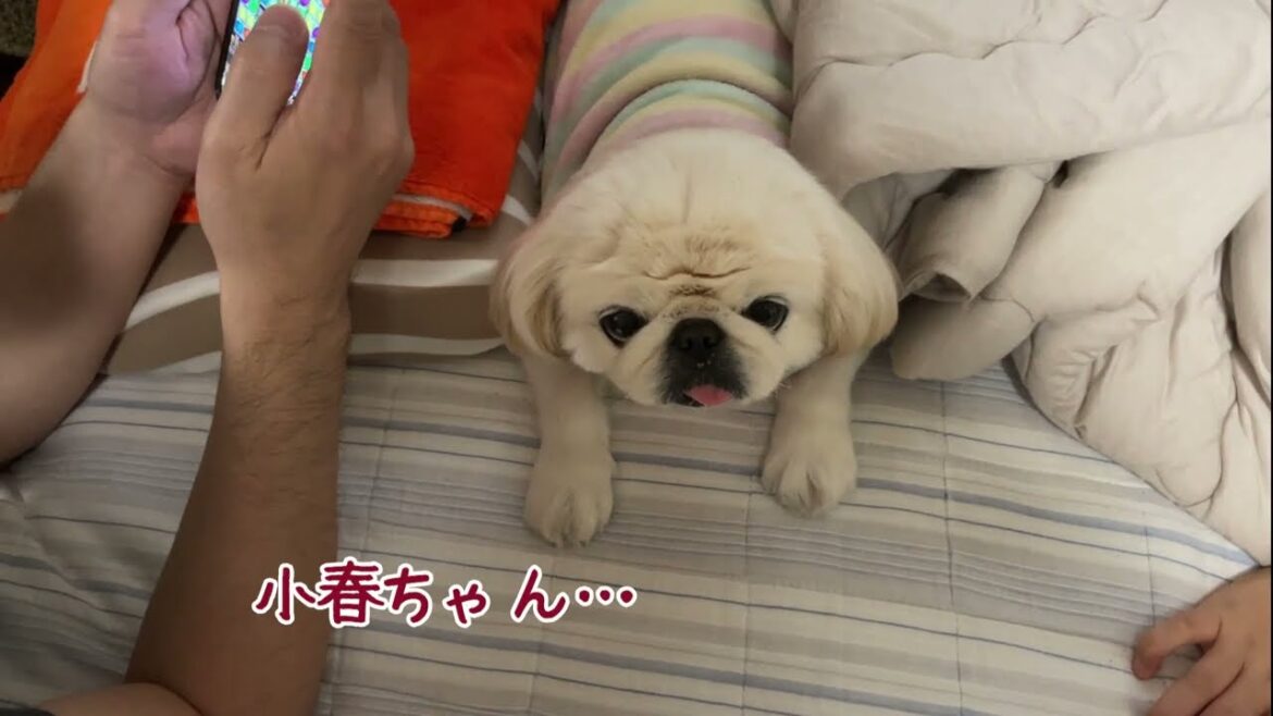 ペキニーズ小春ファミリー復活！