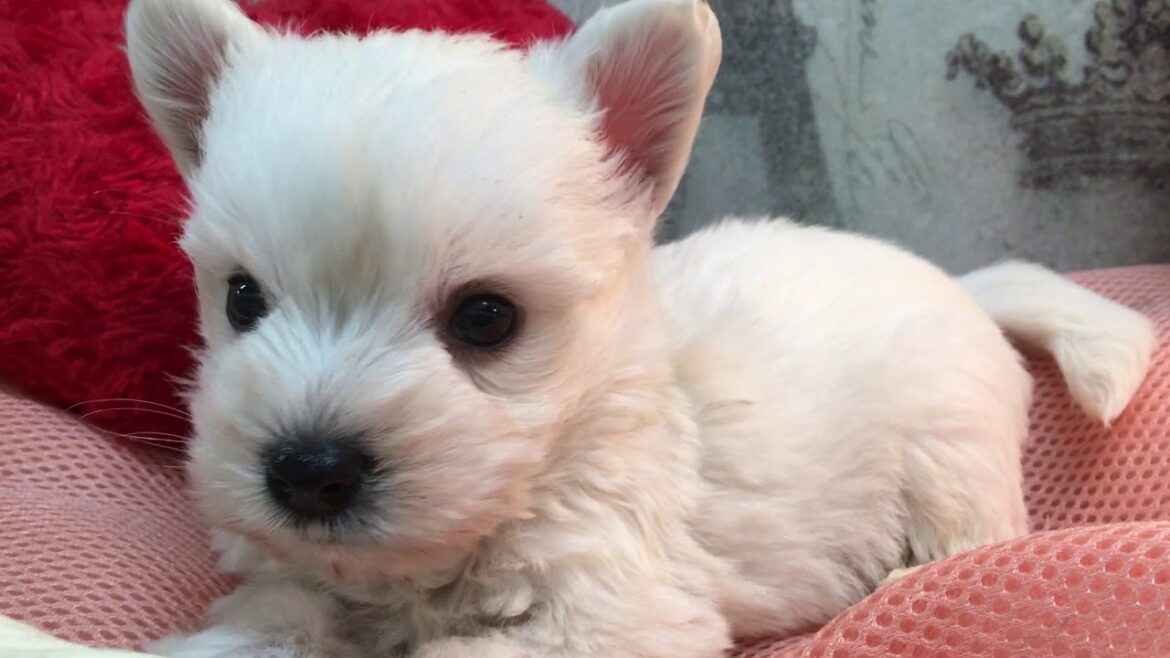 ペットショップ 犬の家 吹田店 「ウエスト・ハイランド・ホワイト・テリア」「問い合わせ番号93618」