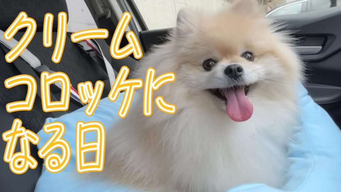 餅がクリームコロッケになる日【ポメラニアン犬モチ】/Let's Trimming‼