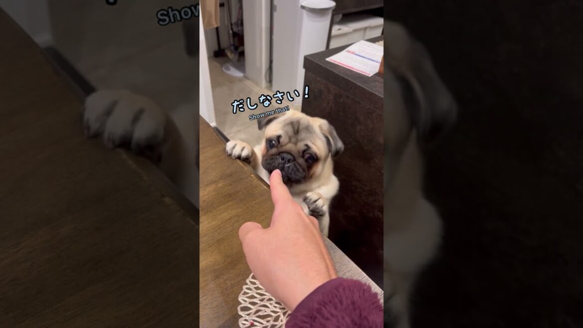 【子どもパグ】おやつちょうだい！パグパンチ（dog punches me）
