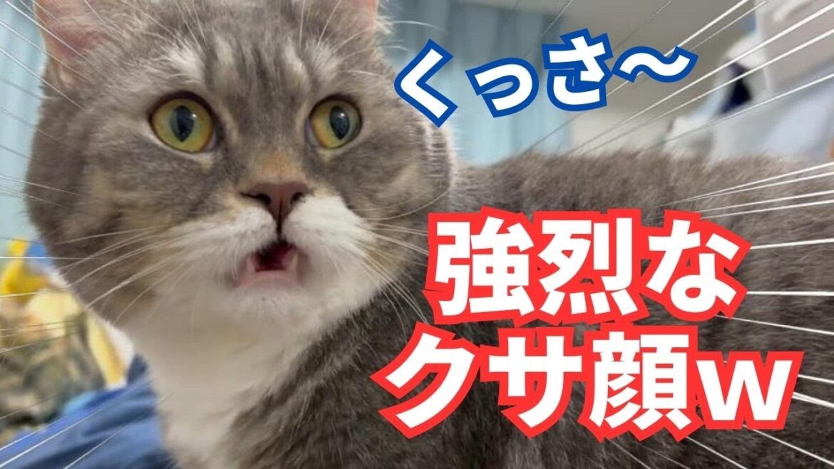 アメショ子猫があの行為をした後に短足マンチカン猫が盛大なクサ顔をしていましたｗｗ【フレーメン反応】