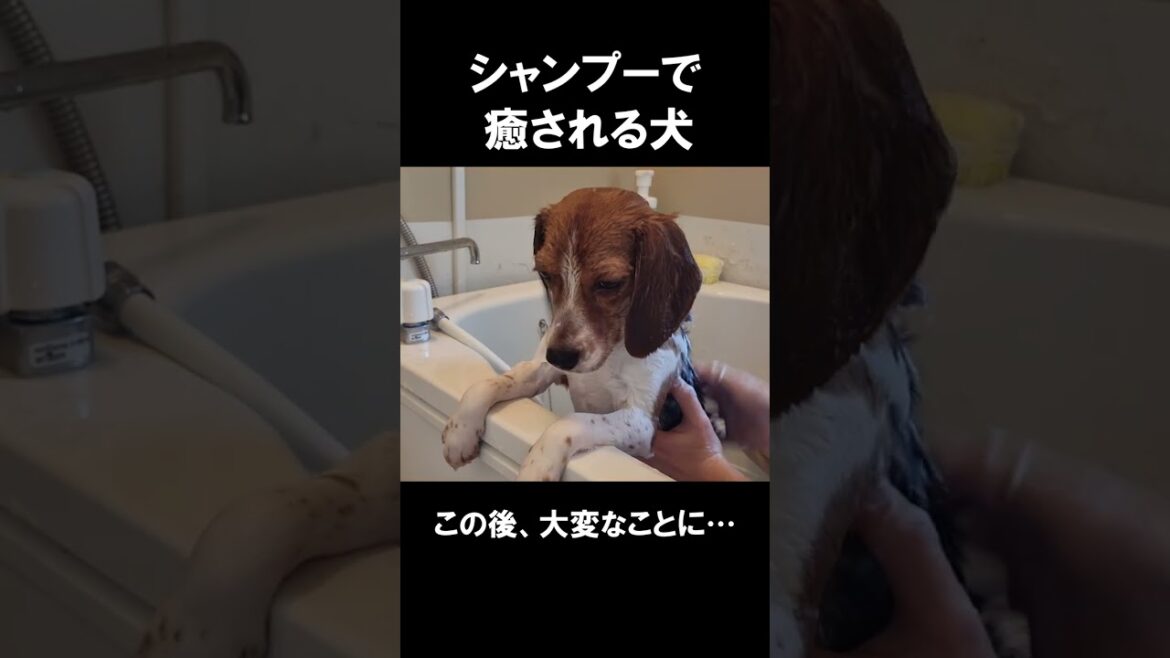 シャンプーで癒されるビーグル犬