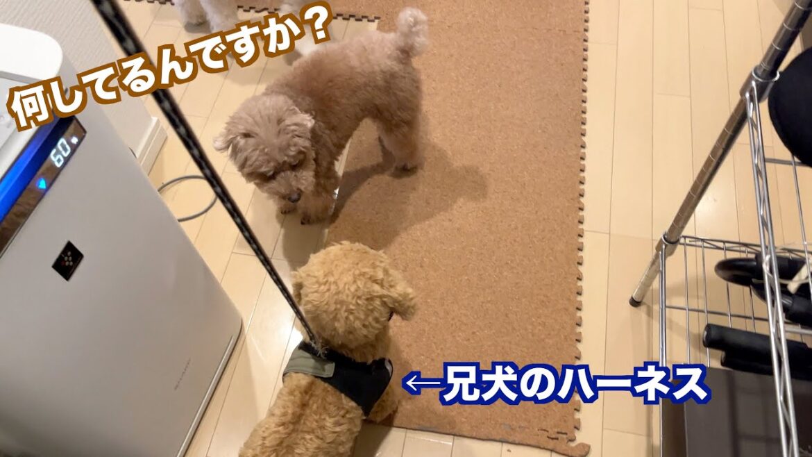 散歩嫌いの犬の目の前でぬいぐるみを散歩に連れて行ったらちょっと行きたくなってました