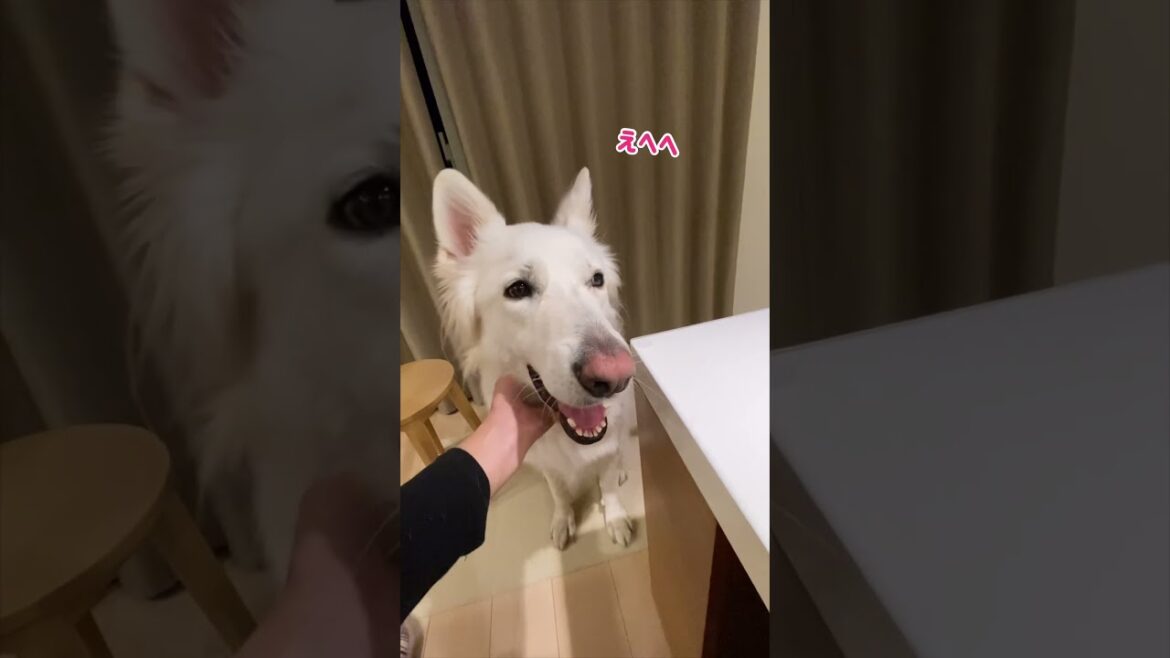 いないいないばあをナデナデと思ってエヘヘなホワイトシェパードのれお