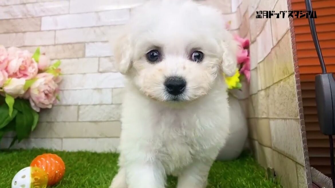 ビションフリーゼ 子犬 2023年3月29日生まれ男の子【とっても可愛い顔立ちの男の子】