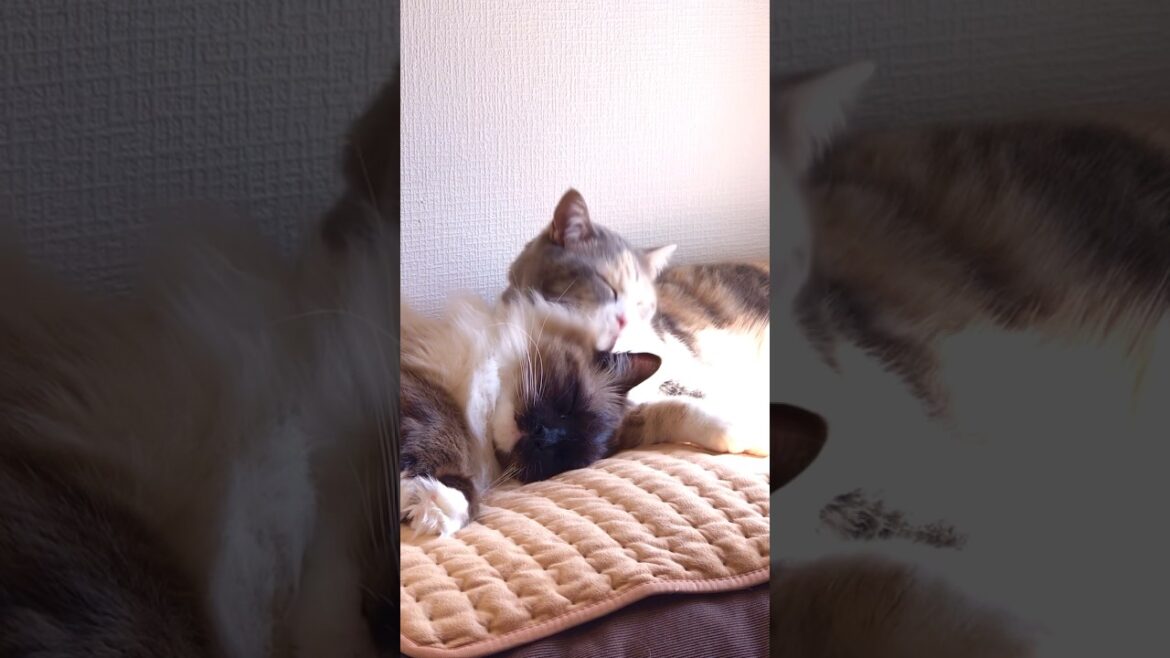 ラグドールねこの宮ちゃんにグルーミングをしているマンチカンねこの神楽さんが優しい…w