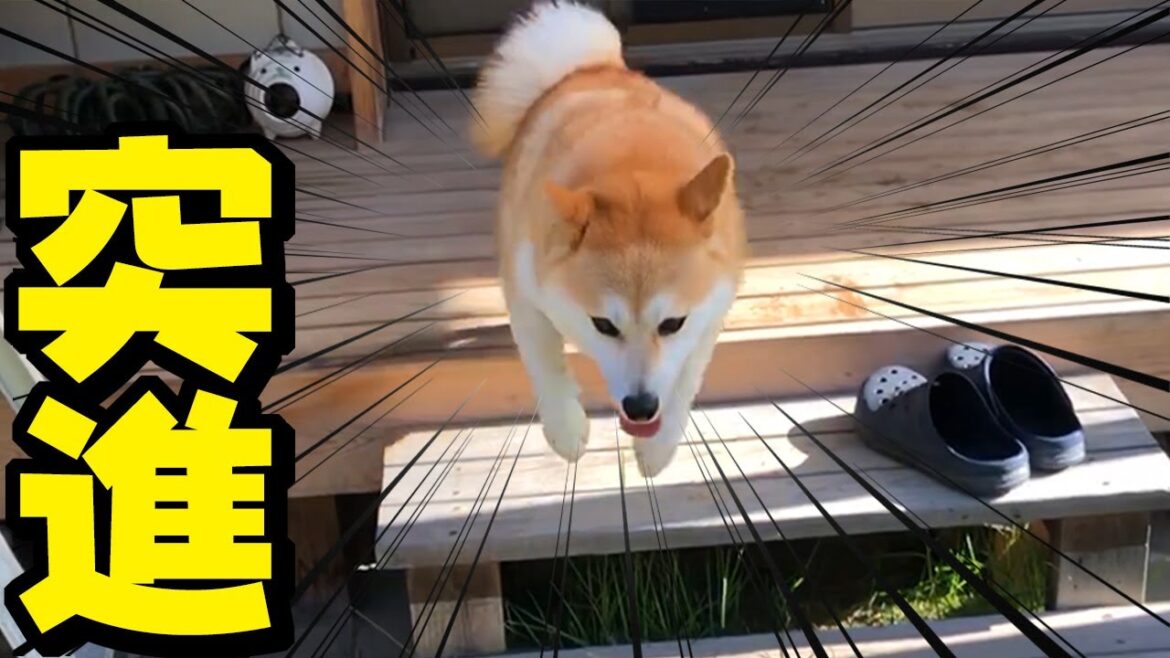 ［闘病47日目］こまめが元気になると嬉くてママに何度も飛び込んでくるちくわ