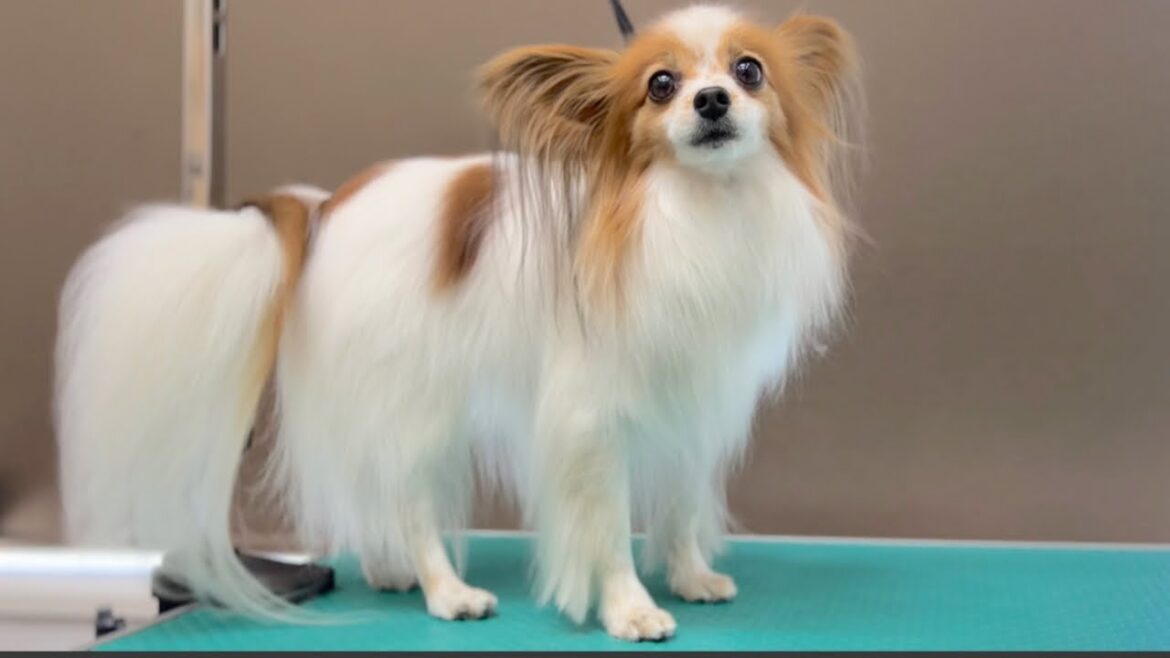 大人かわいいパピヨンのトリミングサロンシャンプー♪（まなちゃん）