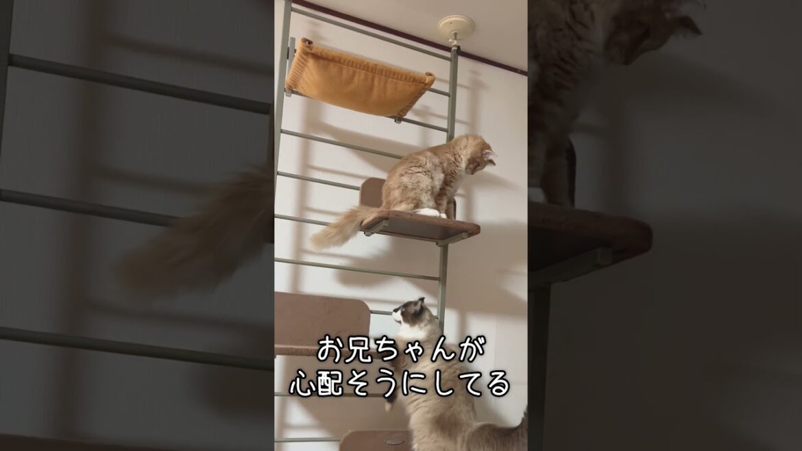 キャットタワーから降りれなくなったアメリカンカールの巨大子猫 #Shorts #猫 #キャットタワー