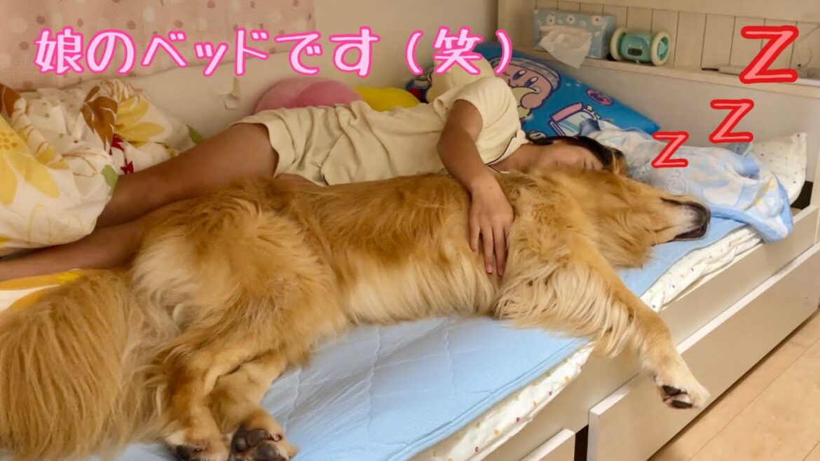 ついに姉のベッドを自分のものだと勘違いし始めた大型犬クッキー【ゴールデンレトリバーとミニチュアダックスフンド】