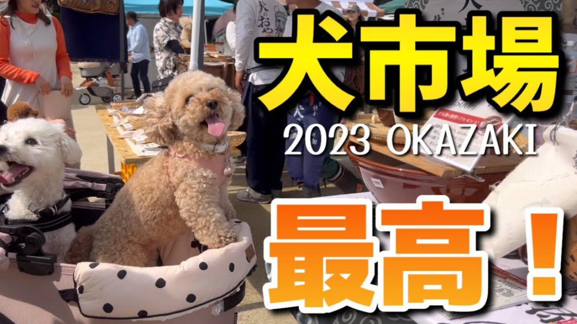 【犬市場】やっぱりテンションが上がってしまうトイプードルww 【犬市場】やっぱりテンションが上がってしまうトイプードルww