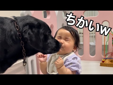 【近いw】新しい首輪を赤ちゃんに見せ付ける大型犬がこちらです…………0距離で詰寄るラブラドールレトリバー 【近いw】新しい首輪を赤ちゃんに見せ付ける大型犬がこちらです…………0距離で詰寄るラブラドールレトリバー