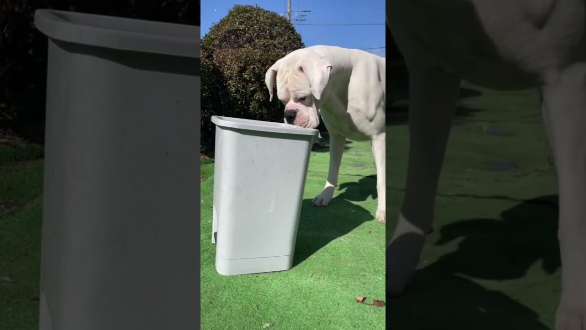 セルフびっくりwhatボクサー犬