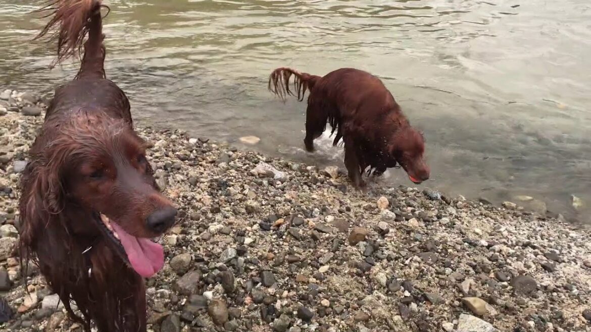【大型犬の川遊び】川でボール遊びするアイリッシュセター２頭 Irish setter to train the ball in the river