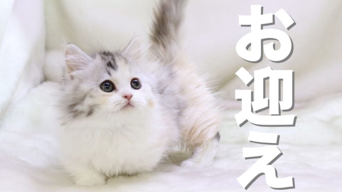 生後2ヶ月の子猫をお迎えしました。これが噂のスコマンチ!【スコティッシュフォールド×マンチカン】|Kawaii Vlog!Scottish Fold x Munchkin’s new kitten! 生後2ヶ月の子猫をお迎えしました。これが噂のスコマンチ!【スコティッシュフォールド×マンチカン】|Kawaii Vlog!Scottish Fold x Munchkin's new kitten!