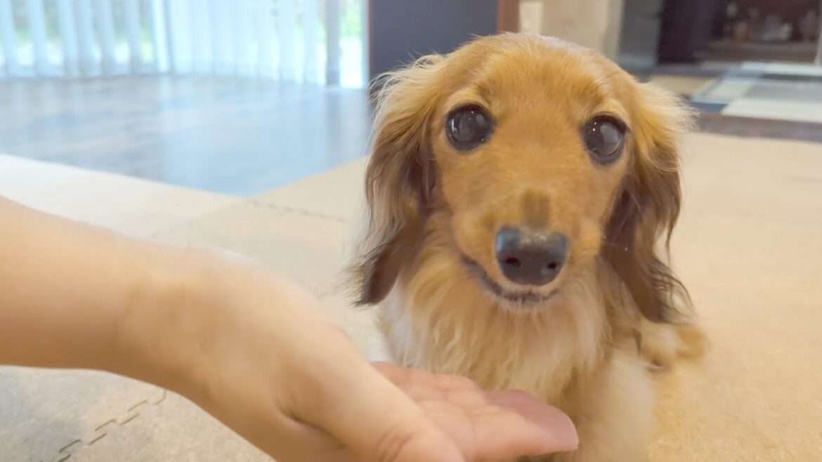 幸せそうな顔をして好物を頬張るダックスフント