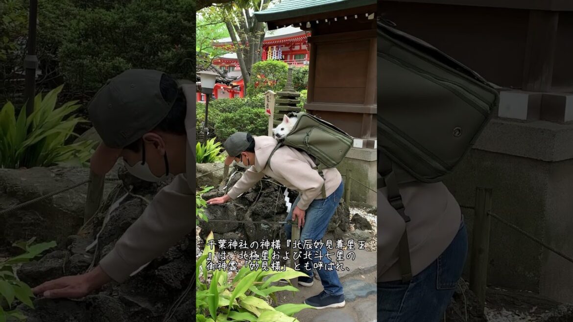 犬と神社巡り  星の神様「妙見さま」の総本宮 千葉神社 千葉県千葉市【日本スピッツ】 #shorts