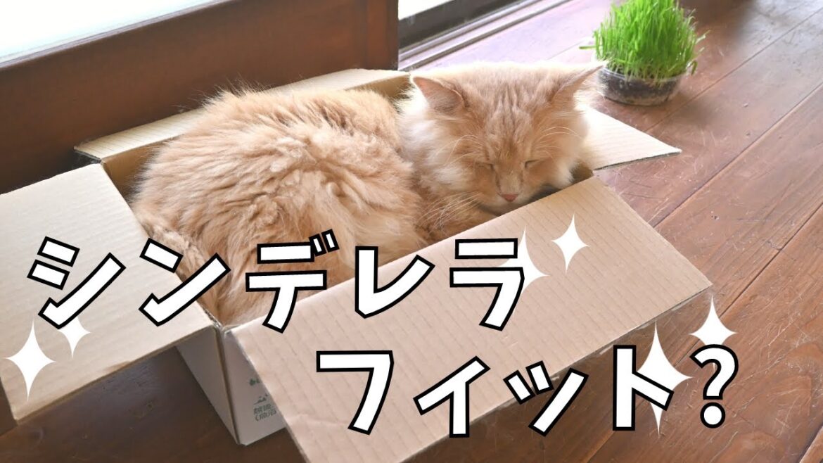 シンデレラフィット？箱入り息子と娘たち【猫・サイベリアン・ノルウェージャン】