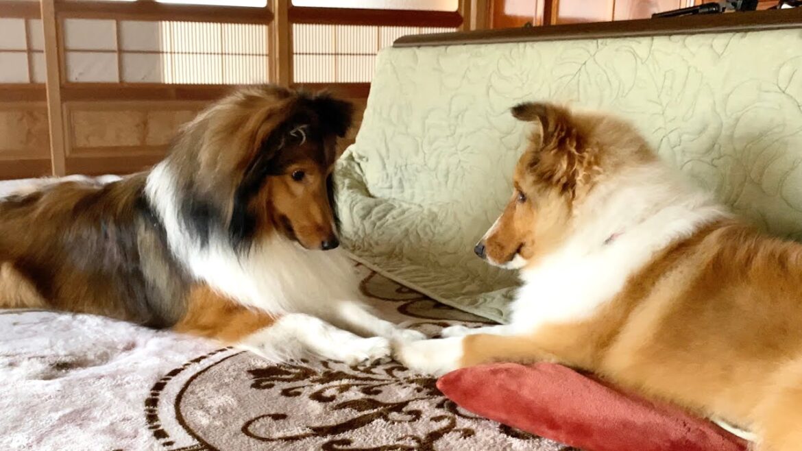 仲良くなり始めた2匹の行動が可愛すぎました…w